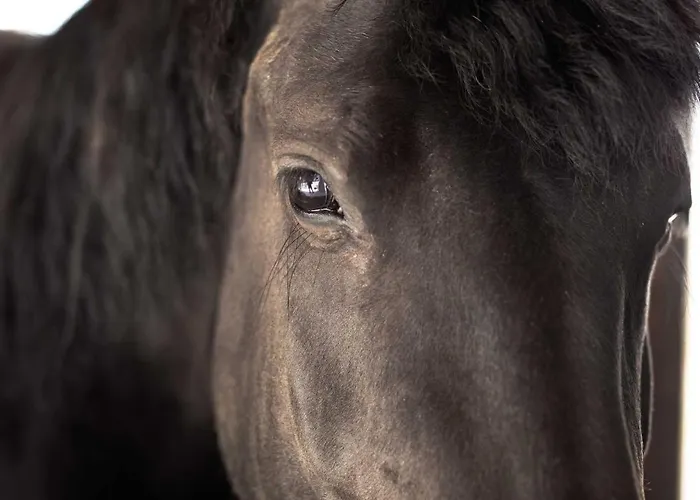 La Barca Ant Al Pra 3* קונאו